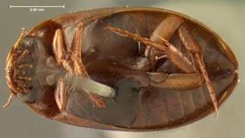 Media type: image;   Entomology 6041 Aspect: habitus ventral view